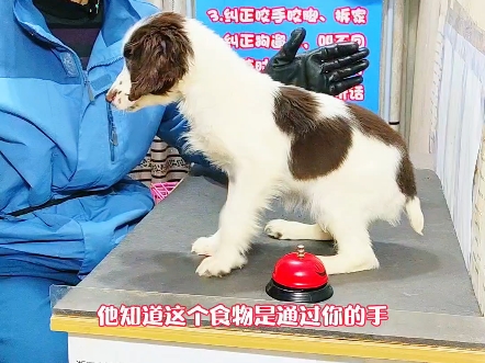 普通老百姓训狗方法训练史宾格