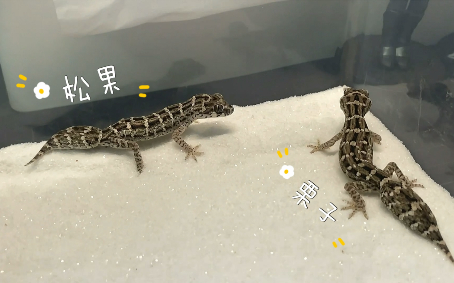 【阿mo家的崽崽们】蝰蛇守宫松果和栗子喂食_哔哩哔哩_bilibili