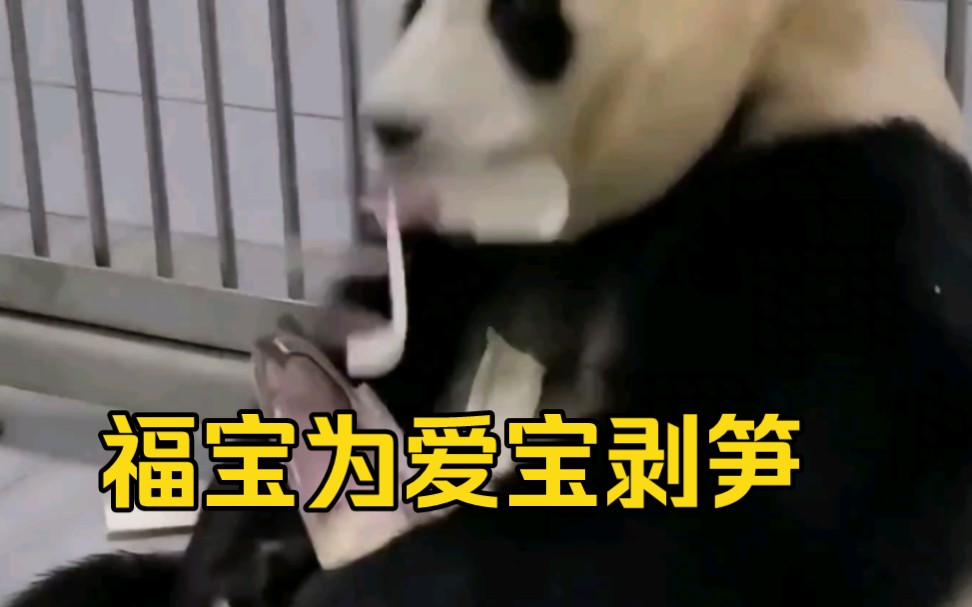 [图]懂事的福宝为妈妈剥笋……熊猫列传里讲过亚成年熊猫返巢现象，他们会回去照顾刚生产的妈妈和弟弟妹妹，会跟着成年大熊猫学习生存技巧，大熊猫是需要社交的，情感丰富的动物