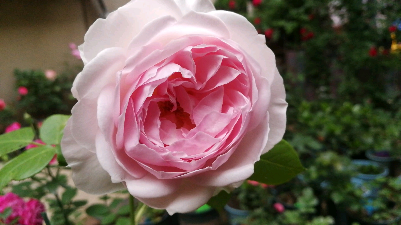 【月季品种:尘世天使】尘世天使月季,又叫克里斯蒂娜公爵夫人月季