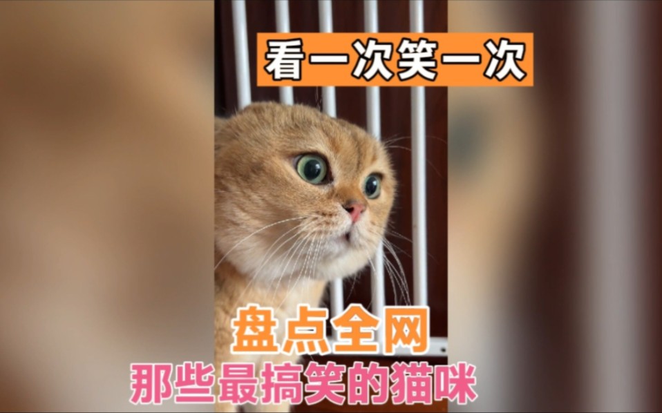 盘点全网那些最搞笑的猫咪,看一次笑一次#猫咪的迷惑行为 #看一遍笑一遍 #萌猫趣事哔哩哔哩bilibili