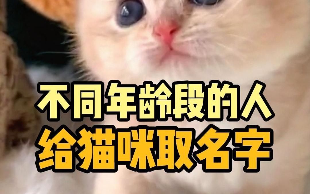 不同年龄段给猫咪取名字,你家的小猫叫什么呢哔哩哔哩bilibili