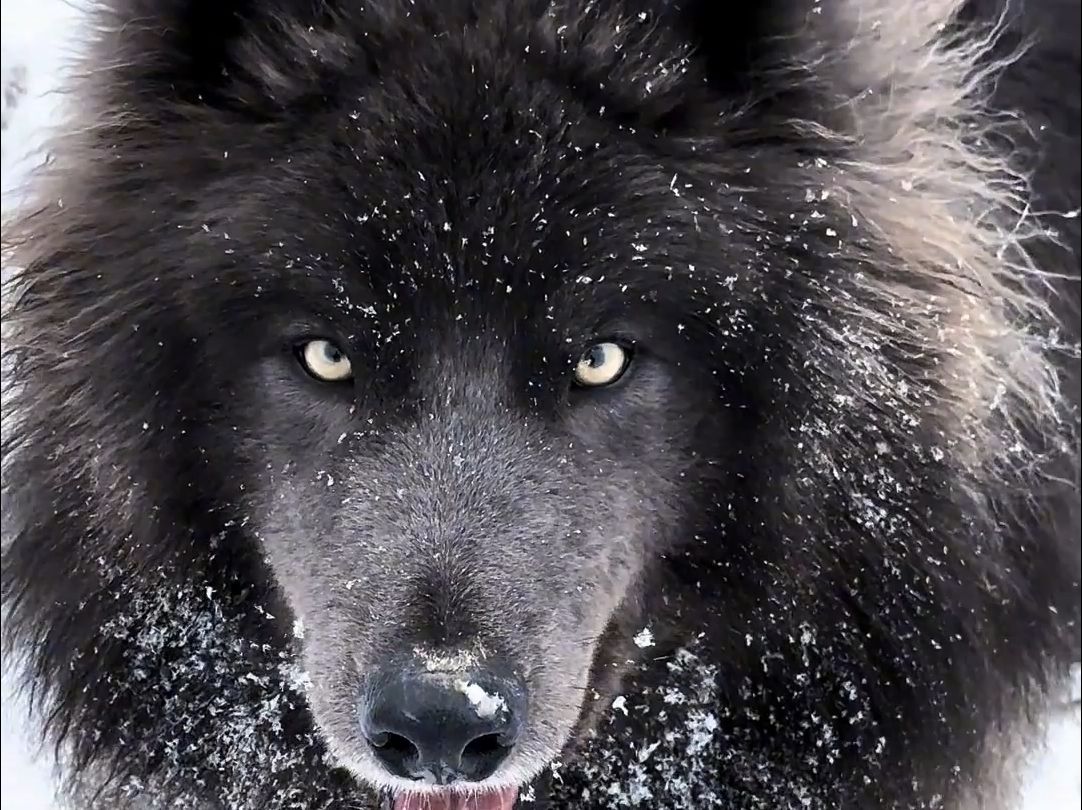 蓝湾牧羊犬图片壁纸图片