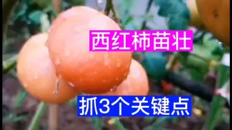 Download Video: 种西红柿，抓住这三个点，根深苗壮结果多，方法简单易操作