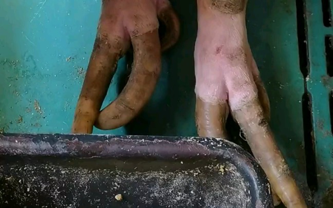 我家猪要挑战世界记录 还有谁家猪指甲那么长 请问还有谁