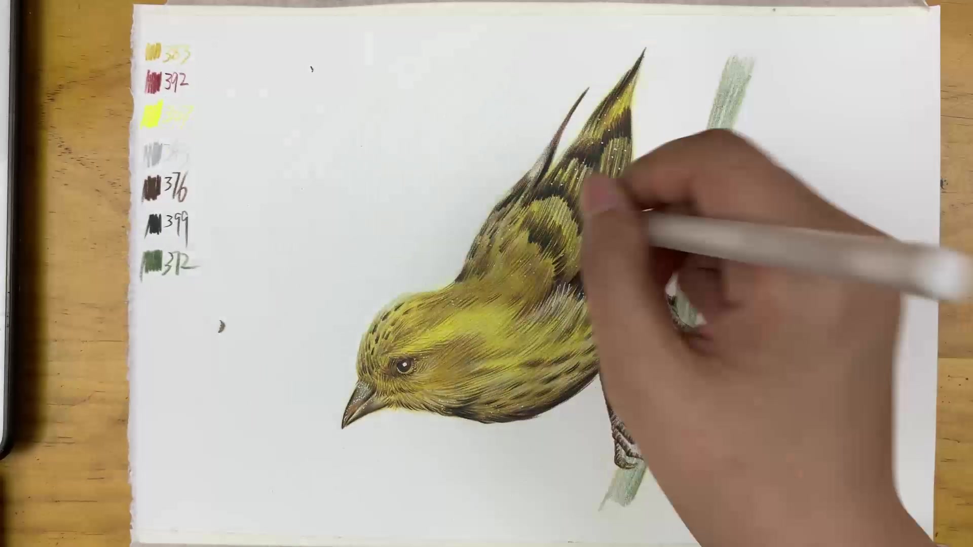 彩铅教你画一只黄雀彩铅麻雀的示范全过程教程小雪教你用轻松画一只