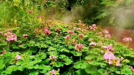 [图]醉人的北京国际鲜花港.蝴蝶谷