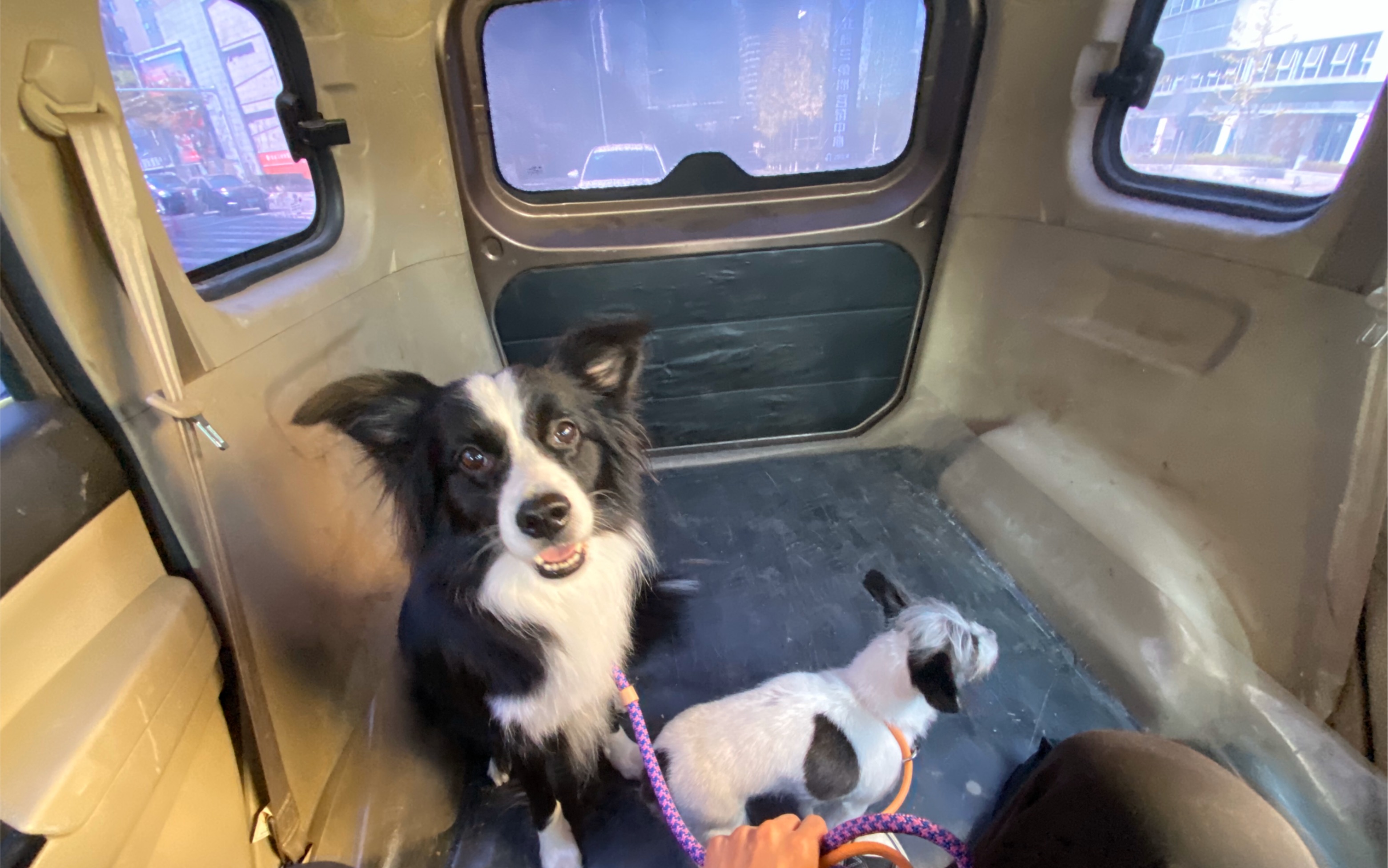 【吴起宠物达人vlog】02集上新啦!_哔哩哔哩_bilibili