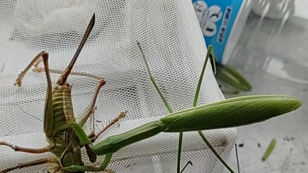 狭翅大刀螳捕食成体优雅蝈螽