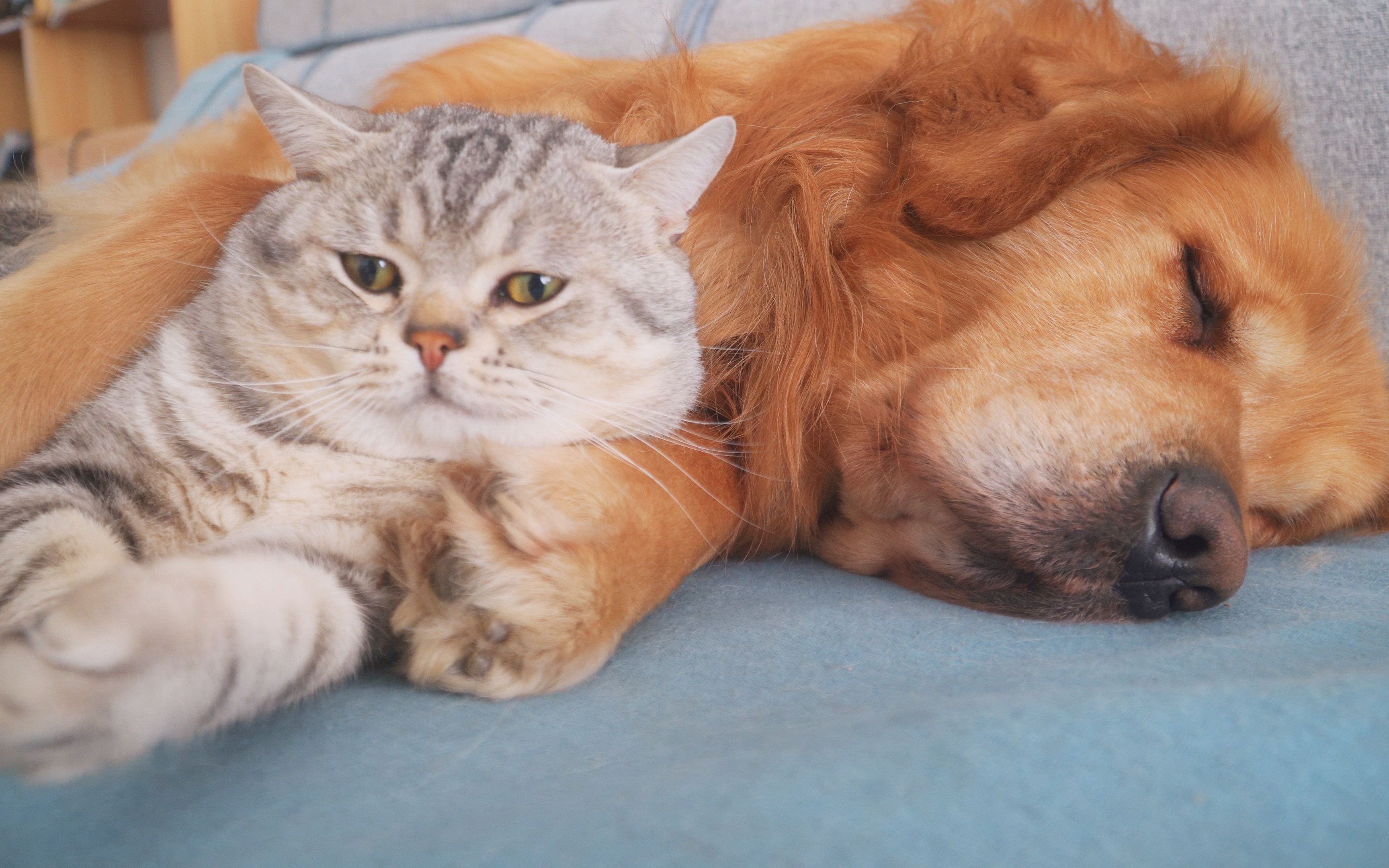 猫咪小七搂着金毛木木睡,从冬天搂到夏天继续搂