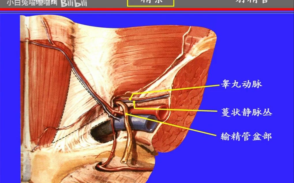 70.输精管与精索——系统解剖学、局部解剖学——这一套就够了哔哩哔哩bilibili