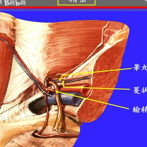 70.输精管与精索——系统解剖学、局部解剖学——这一套就够了_哔哩哔哩_ 