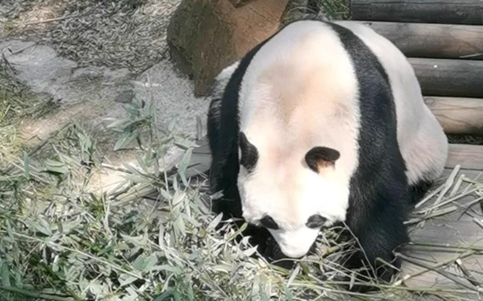 南山竹海大熊猫,大肥熊