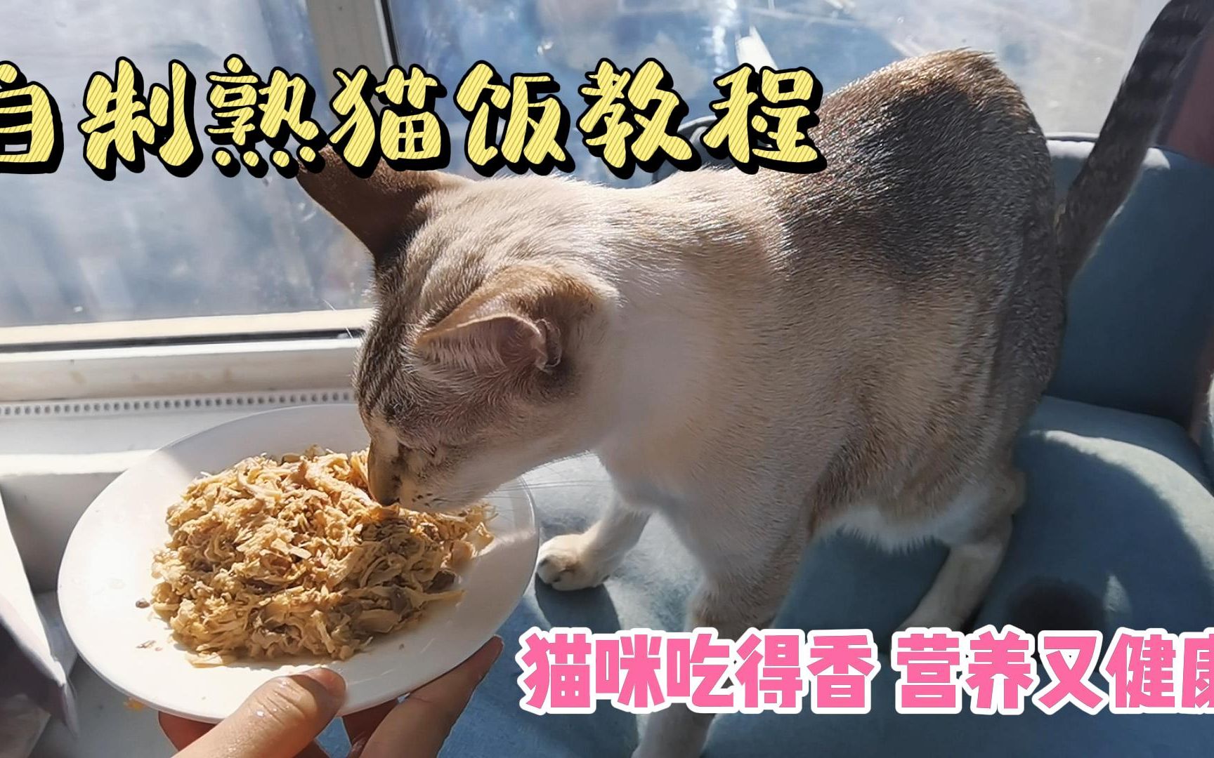 【自制熟猫饭教程】猫咪吃得香,营养又健康哔哩哔哩bilibili