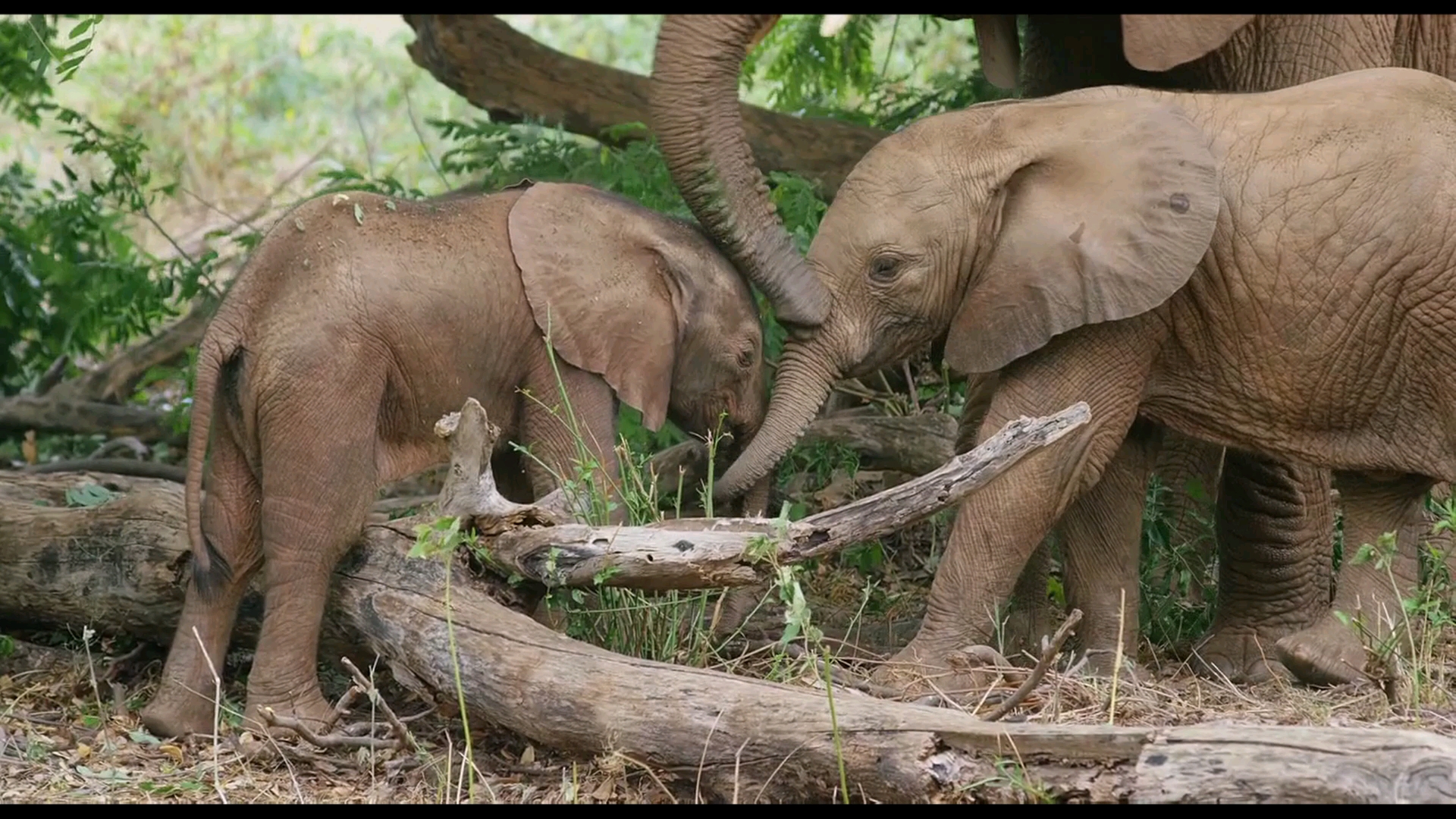 非洲野生动物大象女王