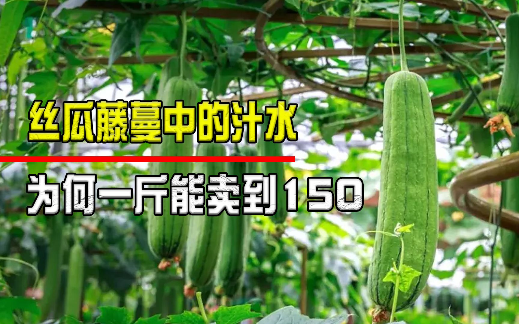 [图]丝瓜藤蔓中的汁水，一斤竟然卖到150元，它到底有啥用途