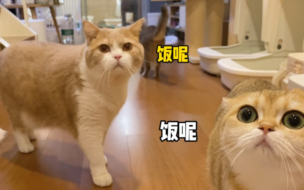 活动作品小猫咪干饭不积极思想有问题