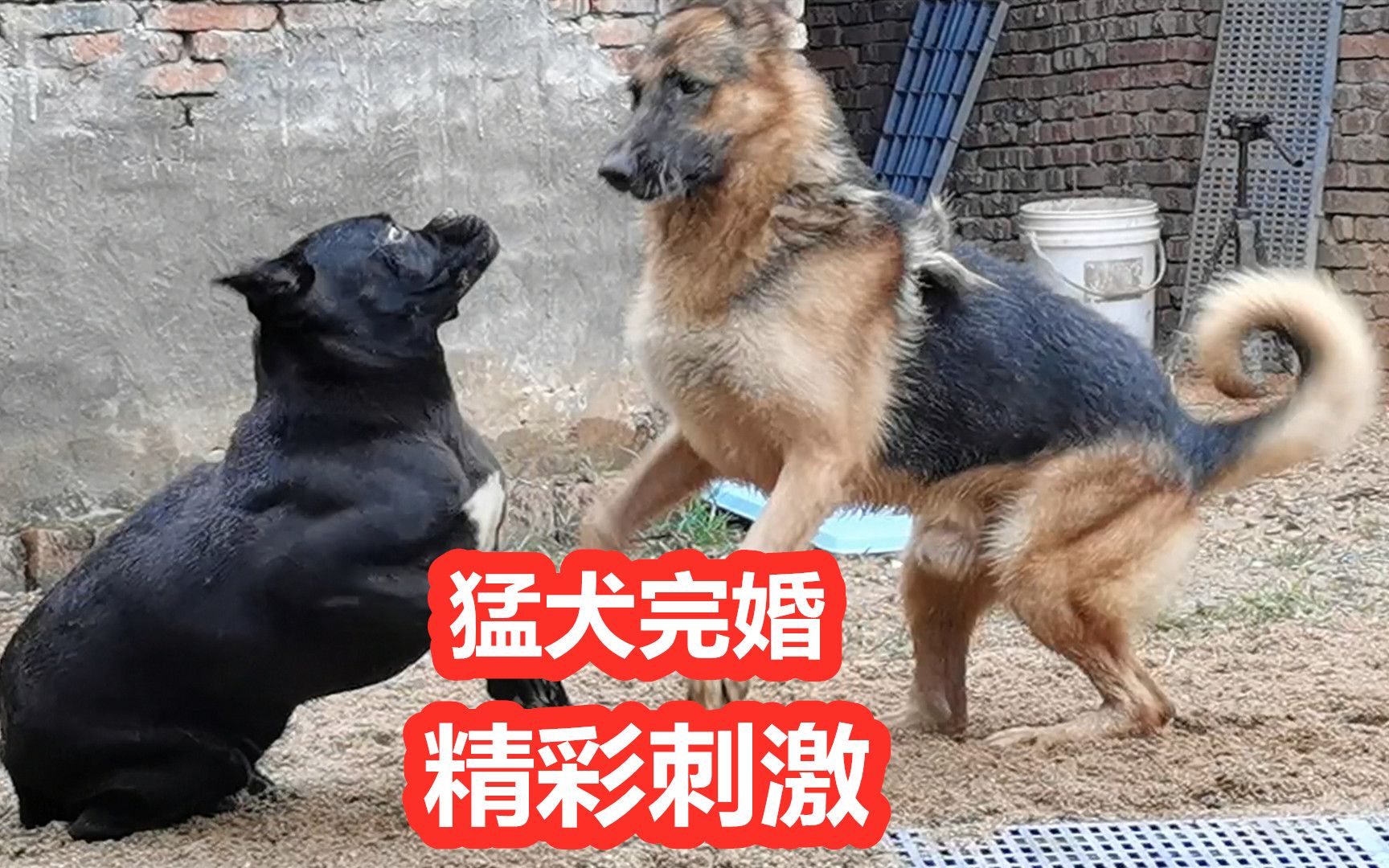 [图]德牧相亲大黑狗，卡斯罗犬欲擒故纵，猛犬完婚精彩刺激