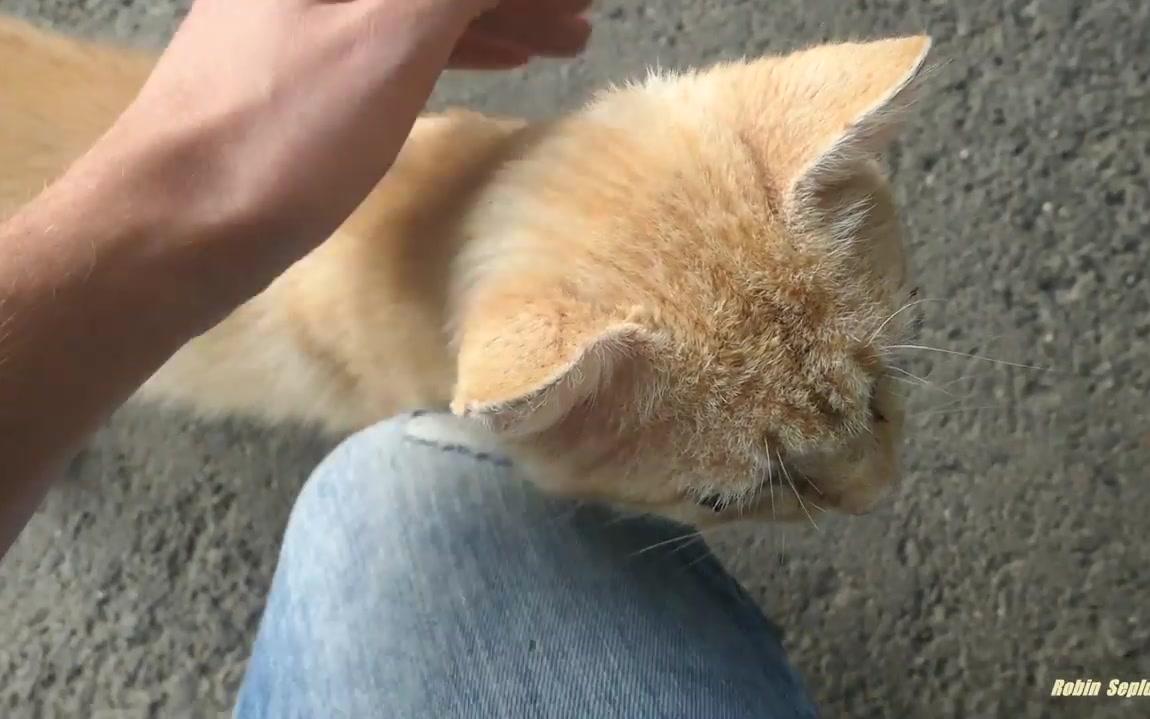 [图]Old cat always meows when he sees me