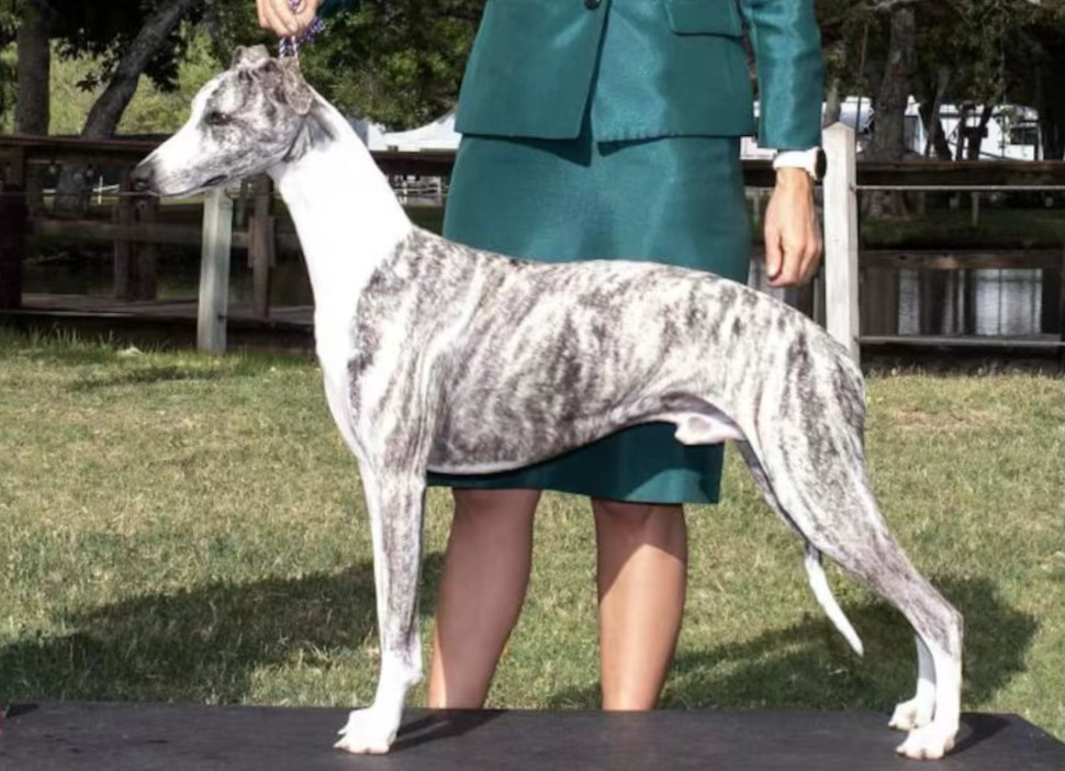 美国2024惠比特国家展top20赛