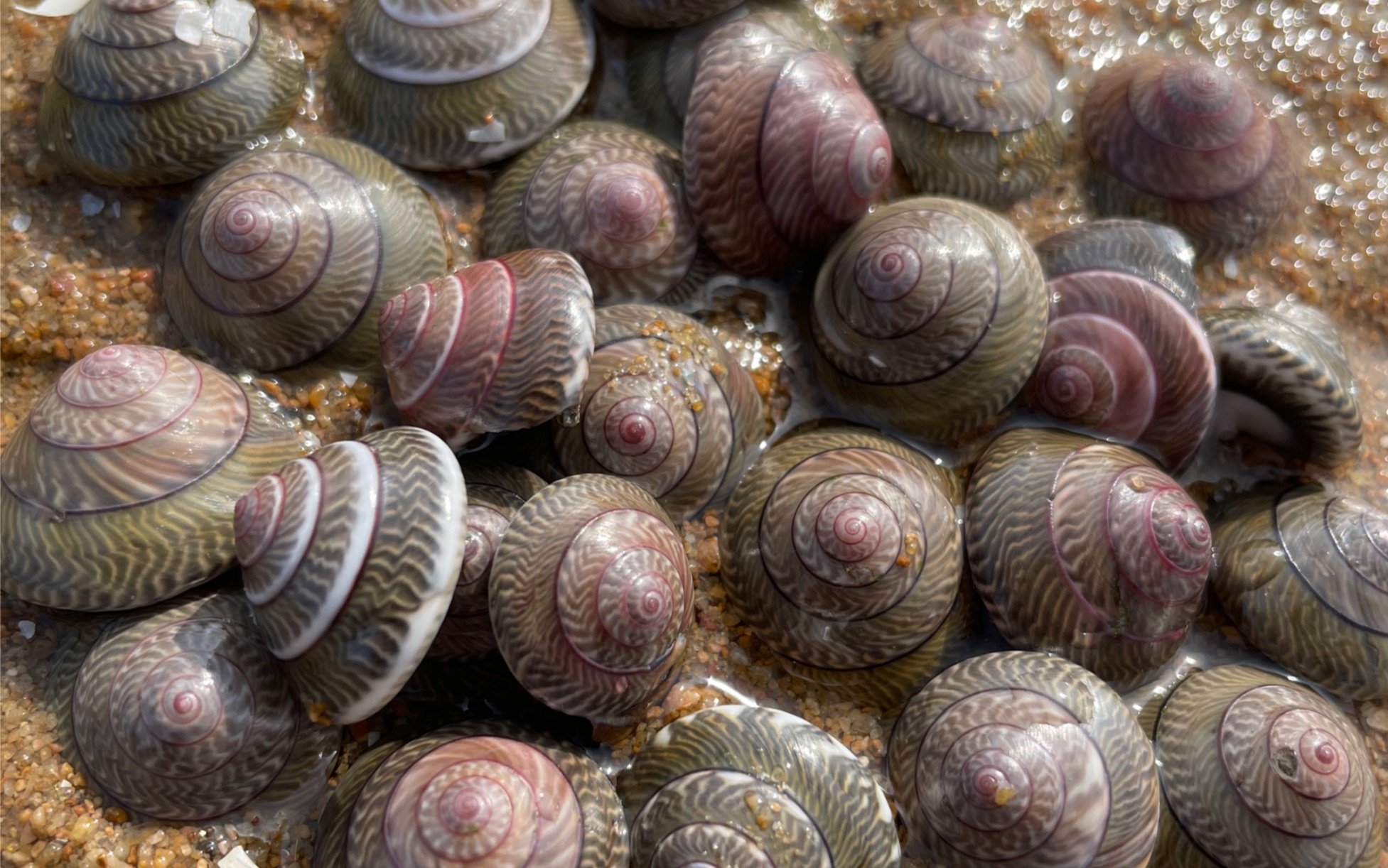 雷子赶海发现成群的金钱螺,还有活扇贝