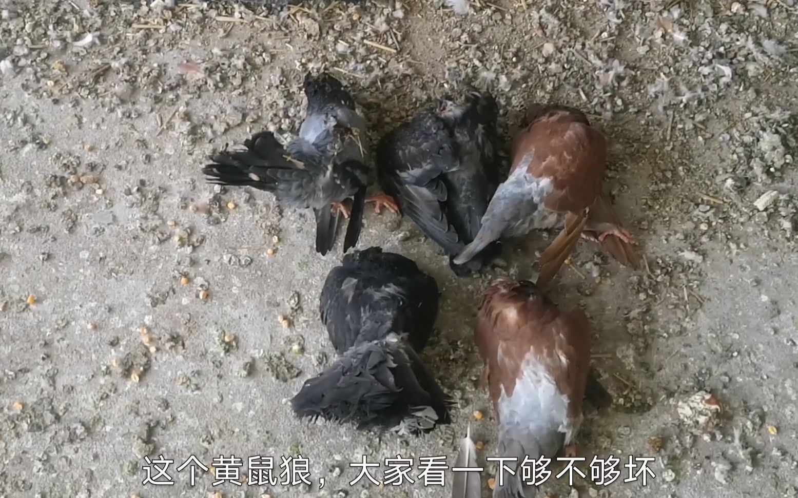 小伙养了一年的鸽子,半夜被黄鼠狼偷袭了,现场打斗痕迹惨烈