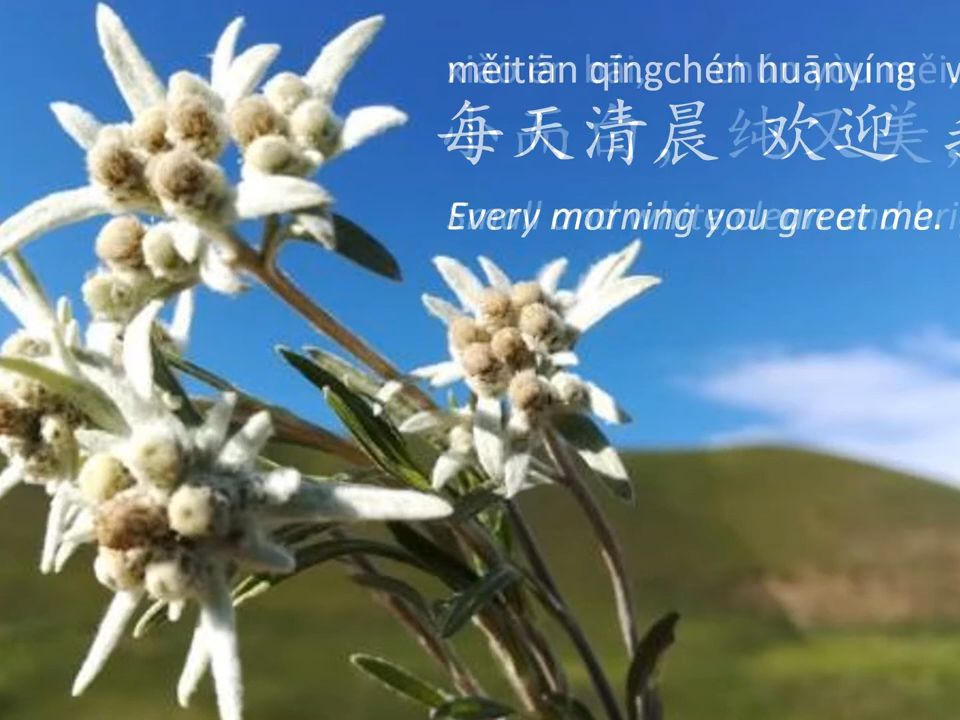 [图]雪绒花 Edelweiss - 中文卡拉ok