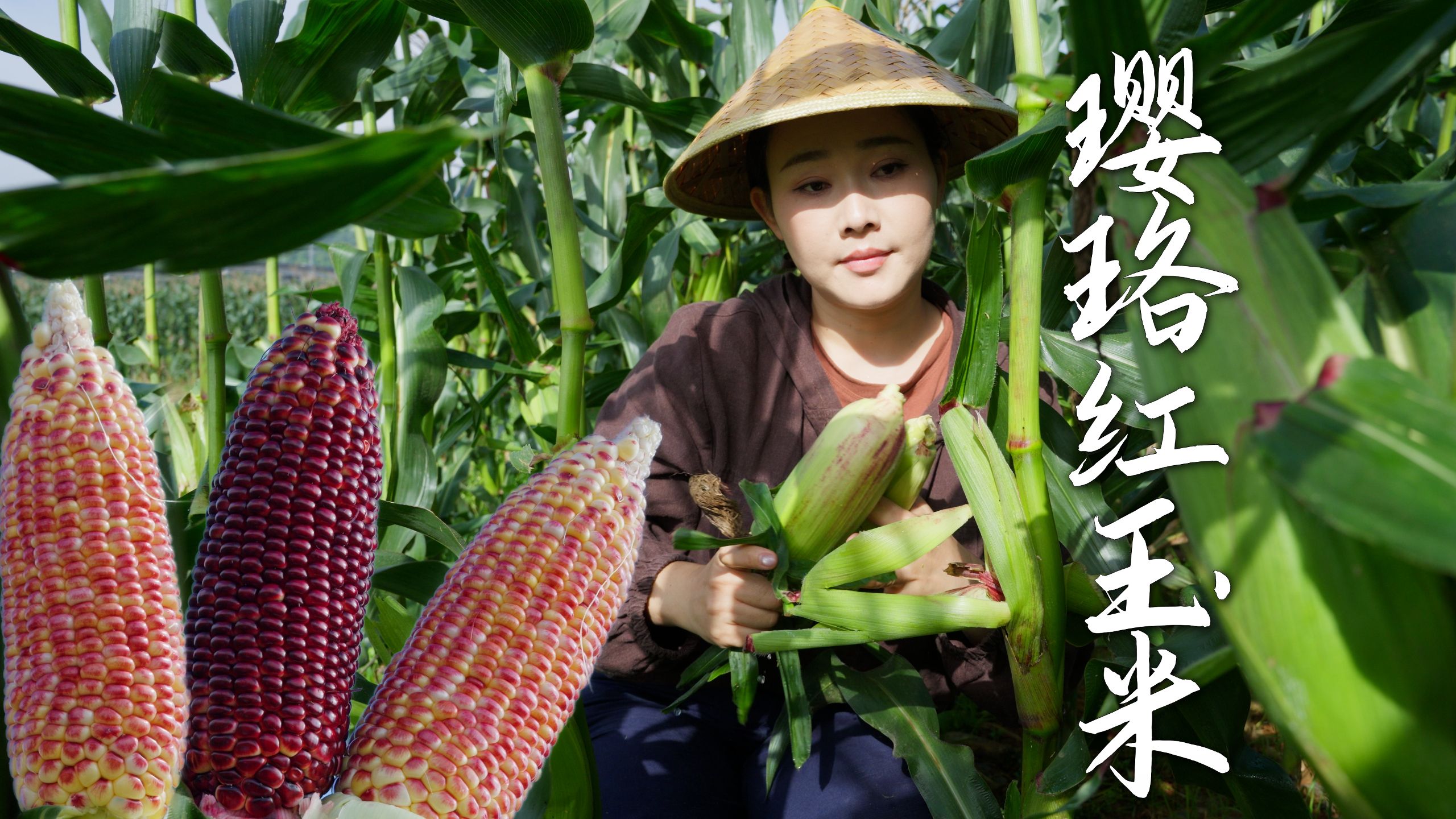 璎珞红玉米——低淀粉的紫色珍宝，无淀粉不糯腻，生吃爆汁，熟吃鲜香【滇西小哥】