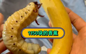 Download Video: 1150块的香蕉来看看？