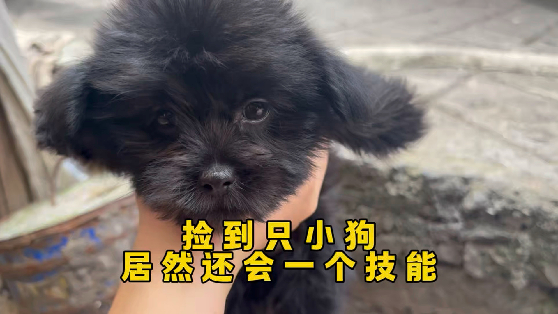 在菜市场捡到一只小狗，居然还会技能！
