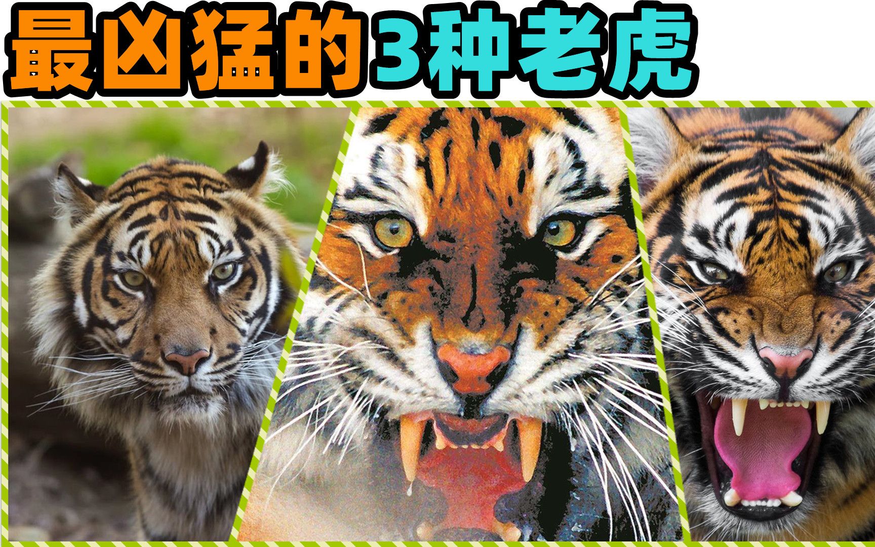 盘点世界上最凶猛的3种“猛虎”,东北虎和孟加拉虎谁更厉害?哔哩哔哩bilibili