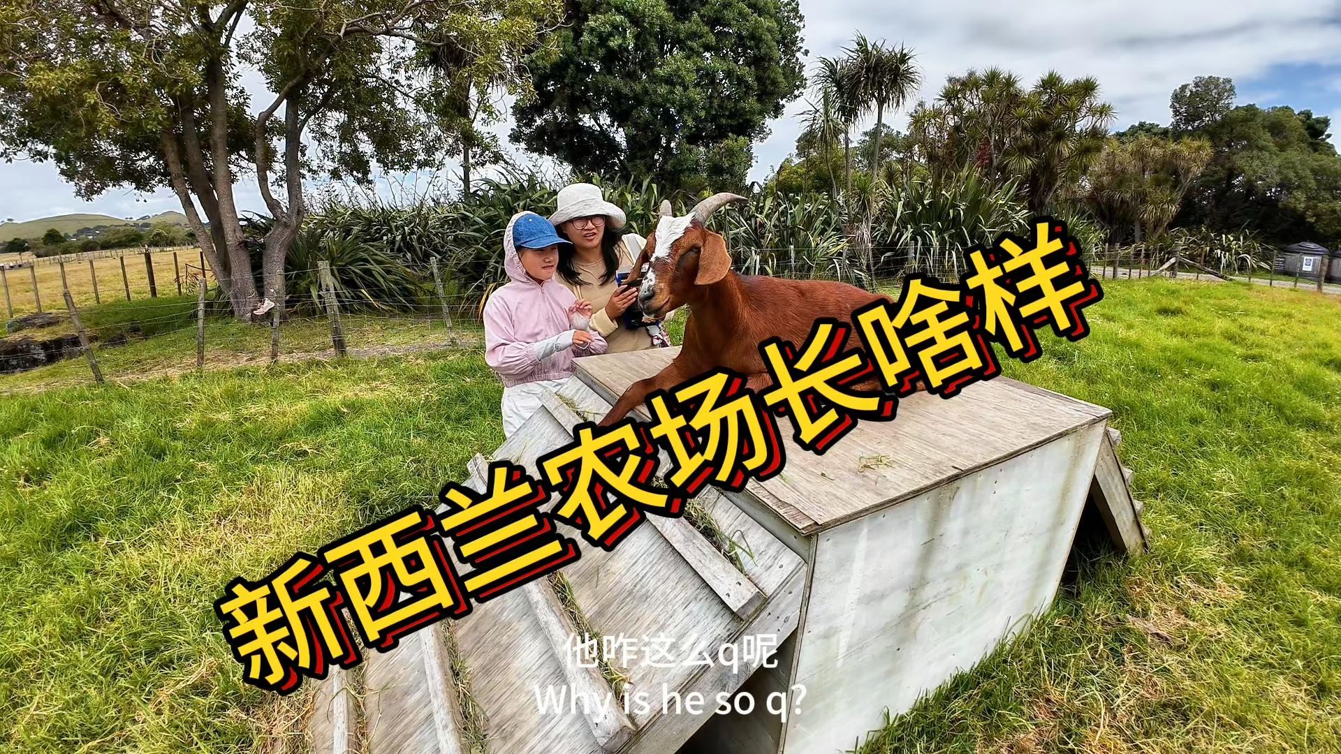 新西兰农场是什么样的?|带你们去看看ambury regional farm park