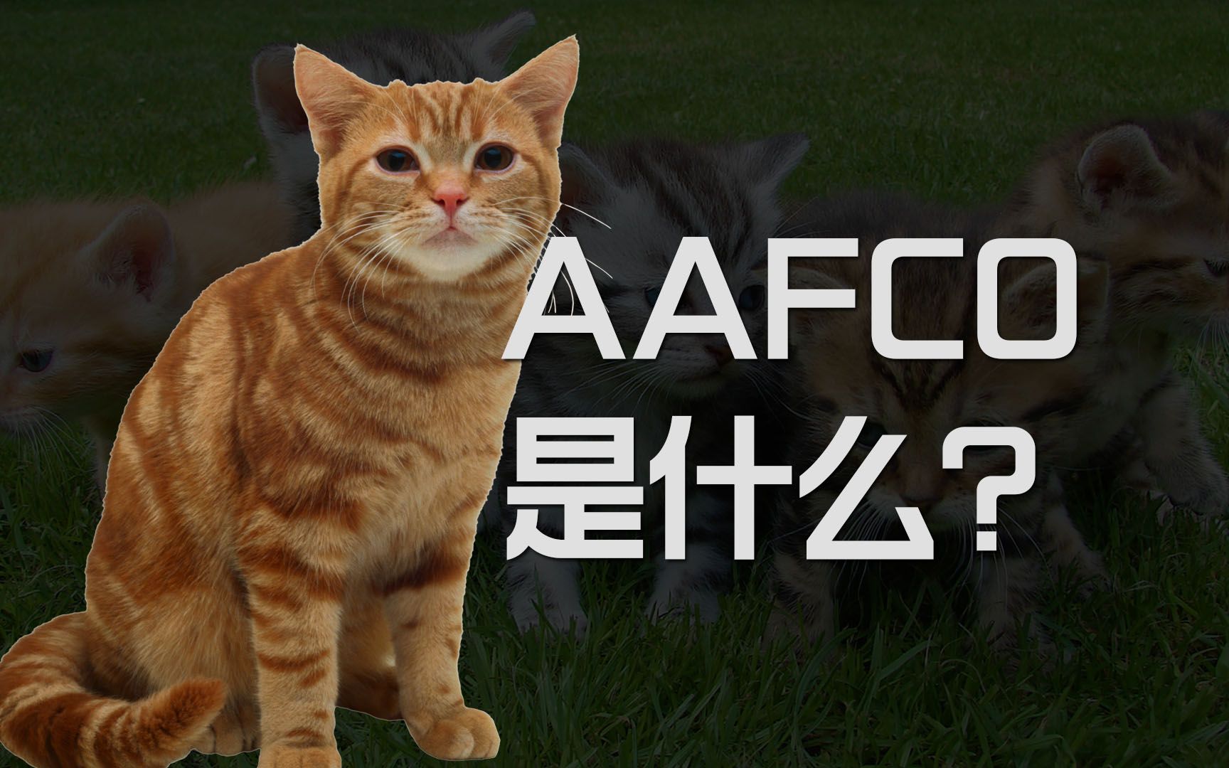 “AAFCO”是什么?为什么猫粮都要满足它的标准?哔哩哔哩bilibili