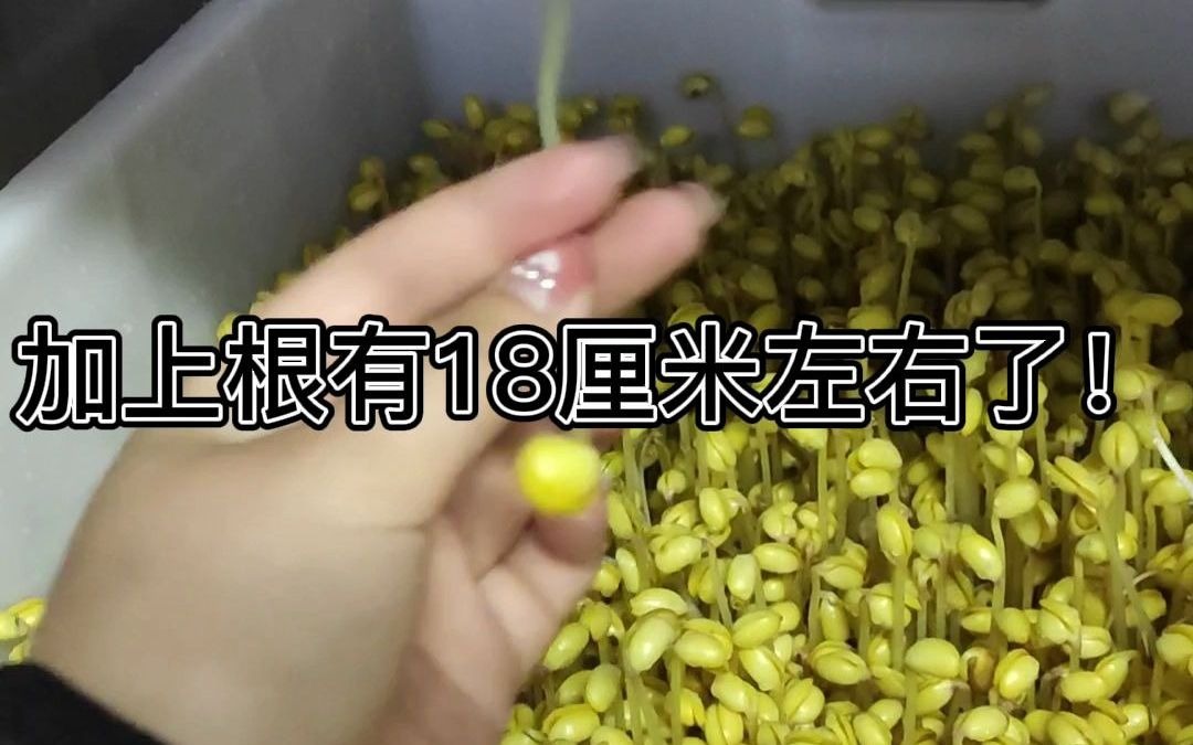 黄豆芽发芽教程第四天 迪生豆芽机设备哔哩哔哩bilibili