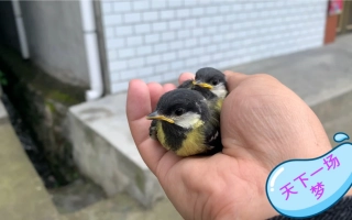 天下一场梦的个人空间 哔哩哔哩 Bilibili