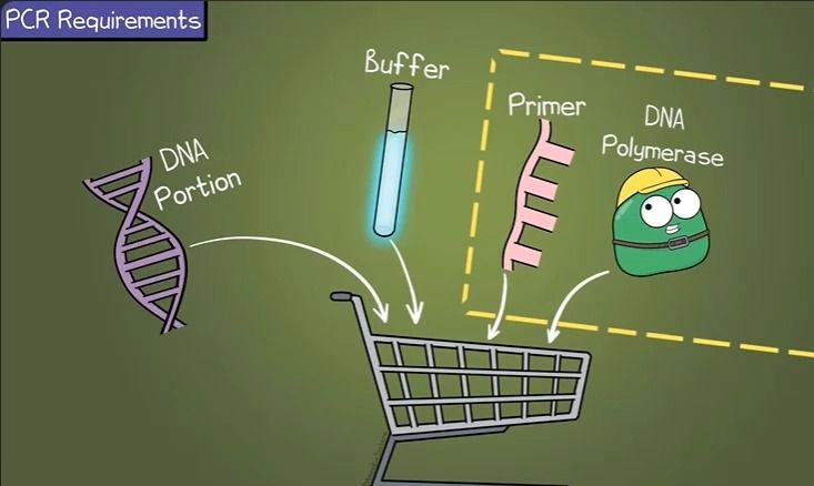 聚合酶链式反应(PCR)的原理及操作步骤|①哔哩哔哩bilibili