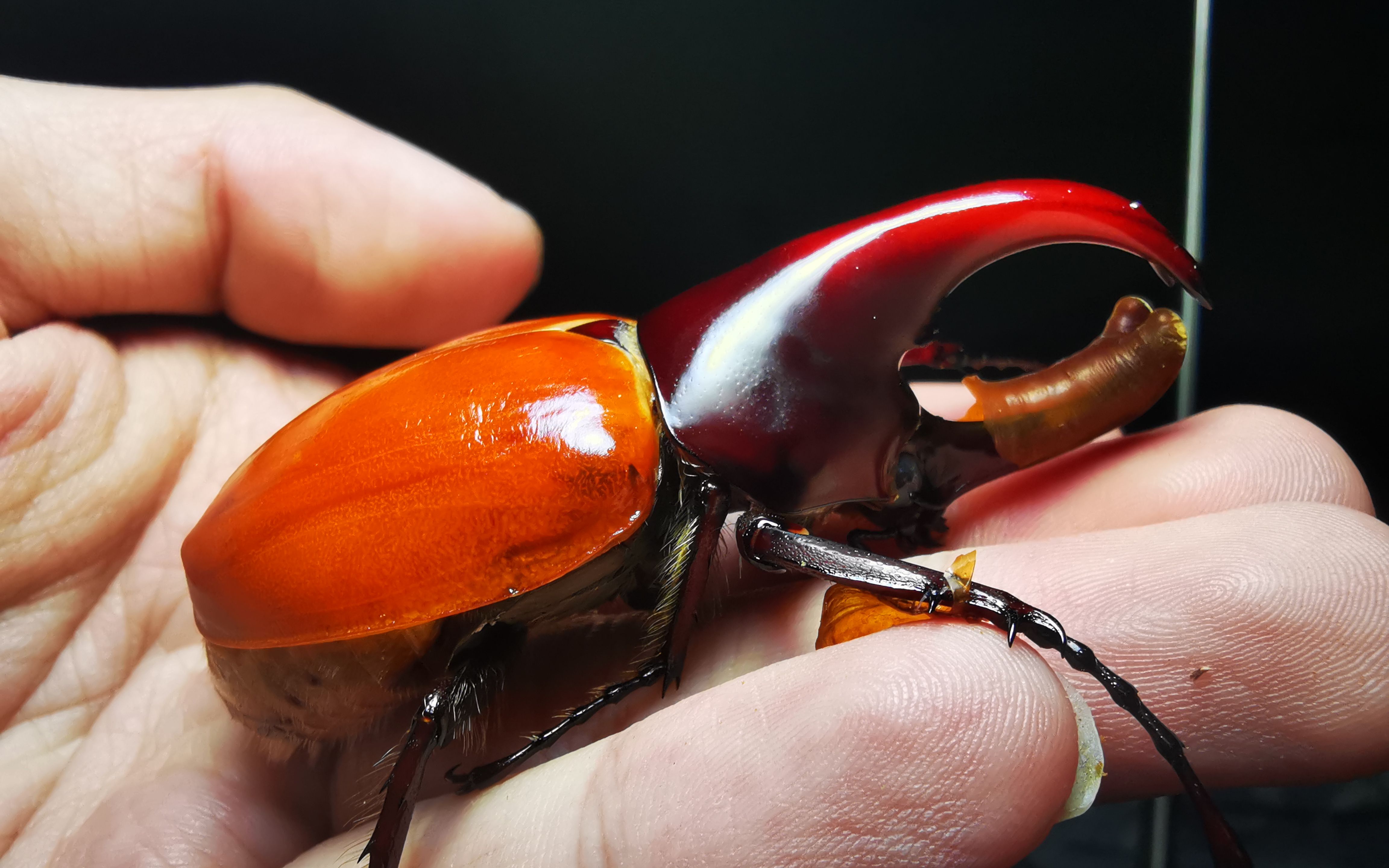 活动  【养甲虫日记4】佛罗伦斯姬兜交配