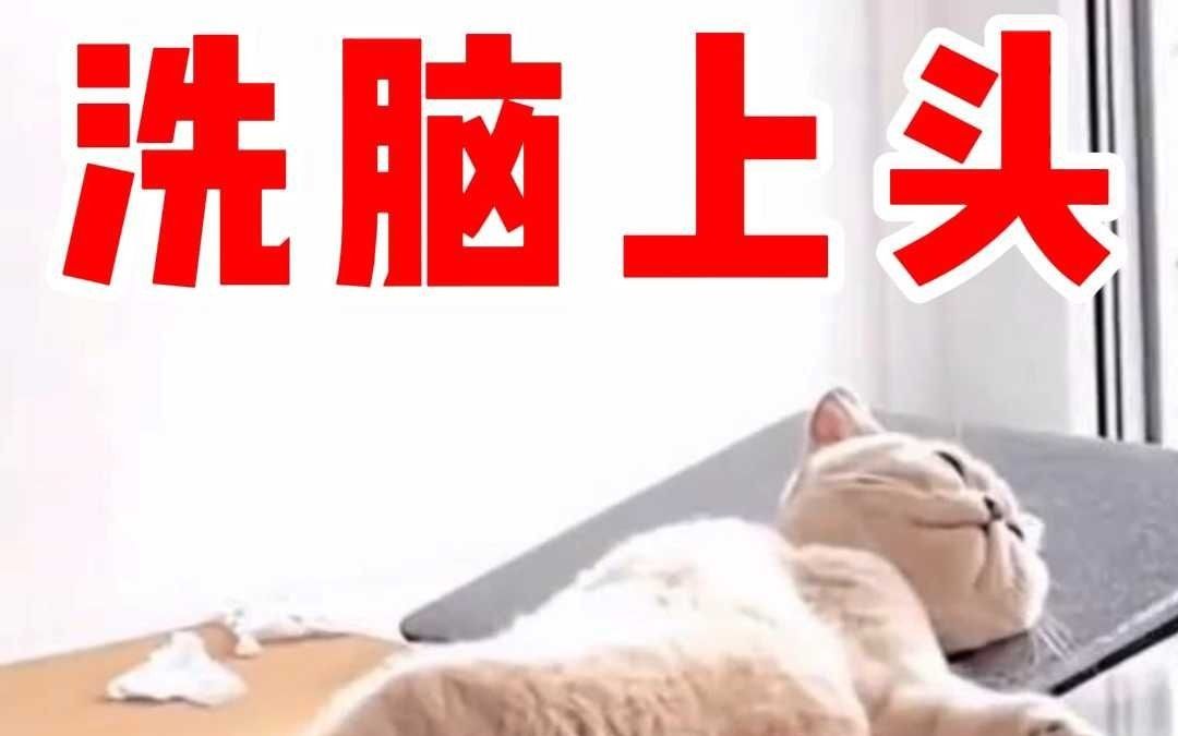 外网爆火电子猫薄荷 你知道吗?哔哩哔哩bilibili