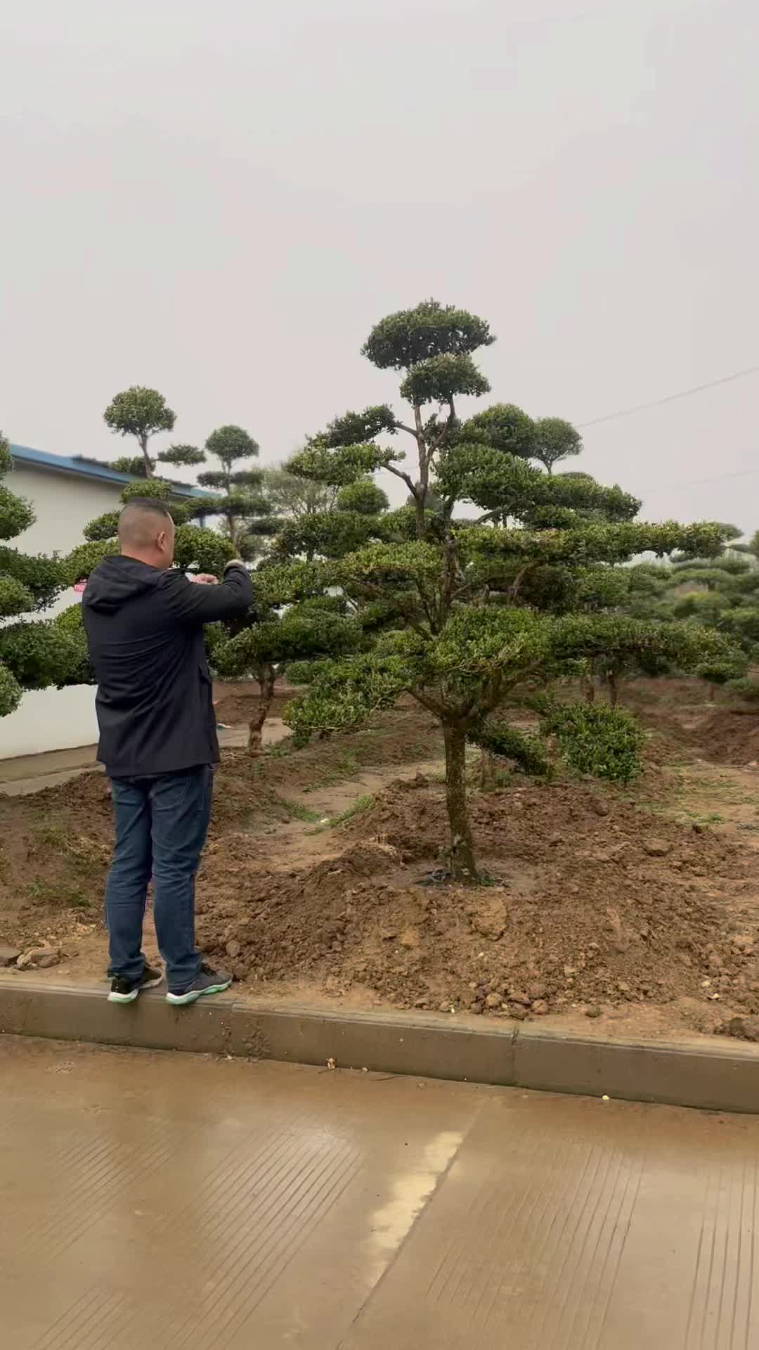 [图]三月的黄杨，一片翠绿。高雅又挺拔的树形透着古朴的苍桑感。庭院别墅造景优选植物。 #绿化苗木 #庭院景观造型树 #黄杨盆景