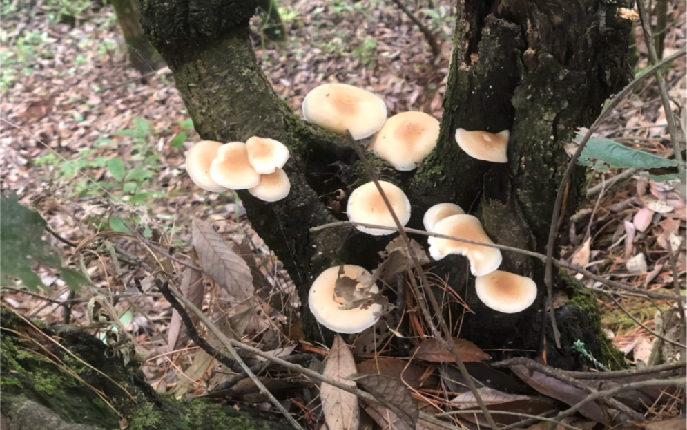 大自然的馈赠野生香蕈,从采摘到吃都超级过瘾!