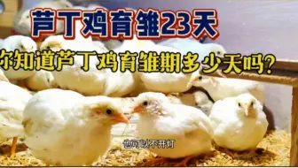 你知道芦丁鸡育雏期多少天吗？育雏期结束的标准是什么？看这里