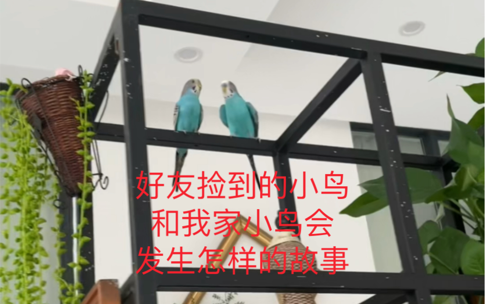 好友捡到的小鸟和我家小鸟会发生怎样的故事?哔哩哔哩bilibili