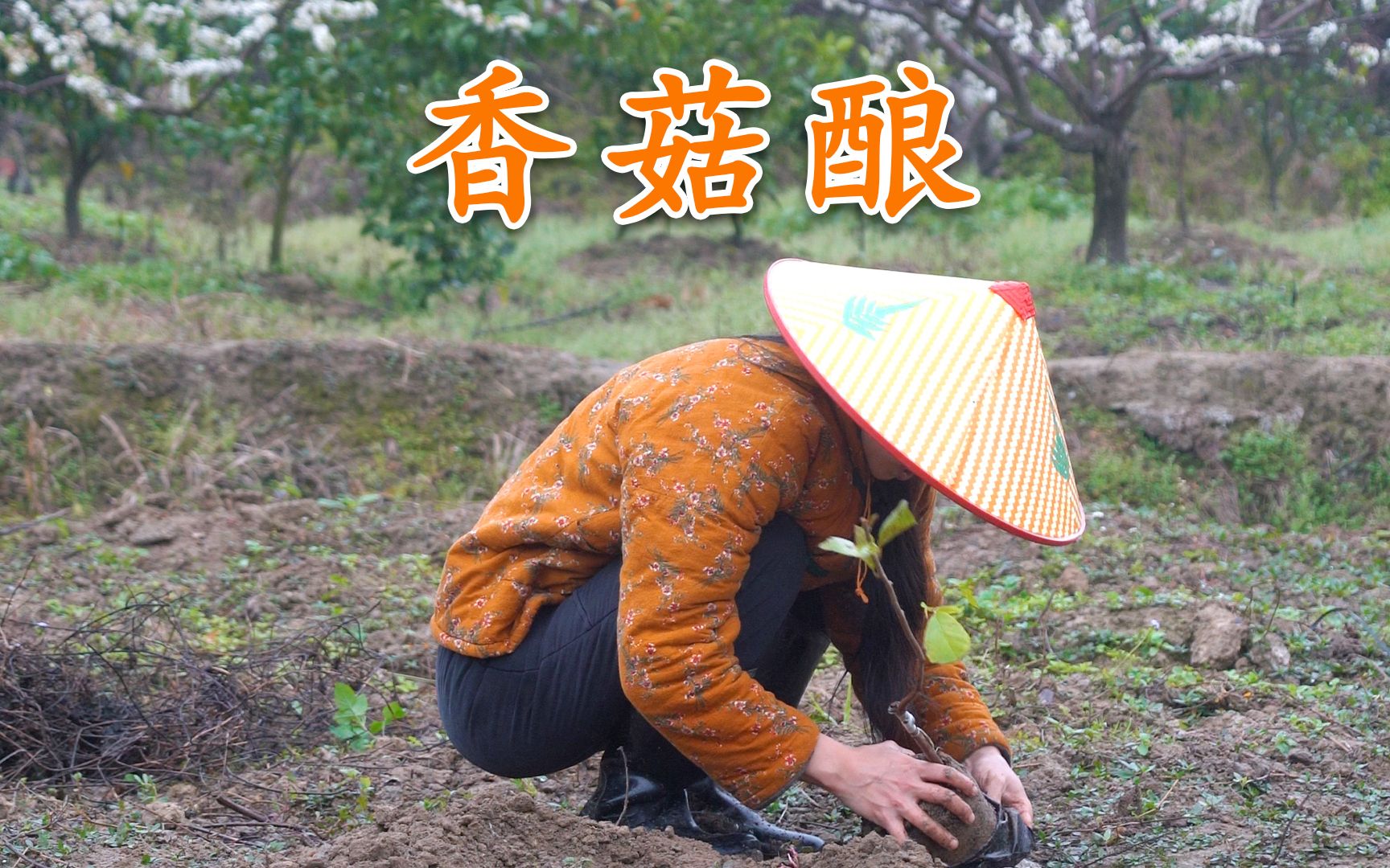 春雨贵如油,趁着绵绵细雨,种上青梅树和释迦果,晚上做道香菇酿哔哩哔哩bilibili