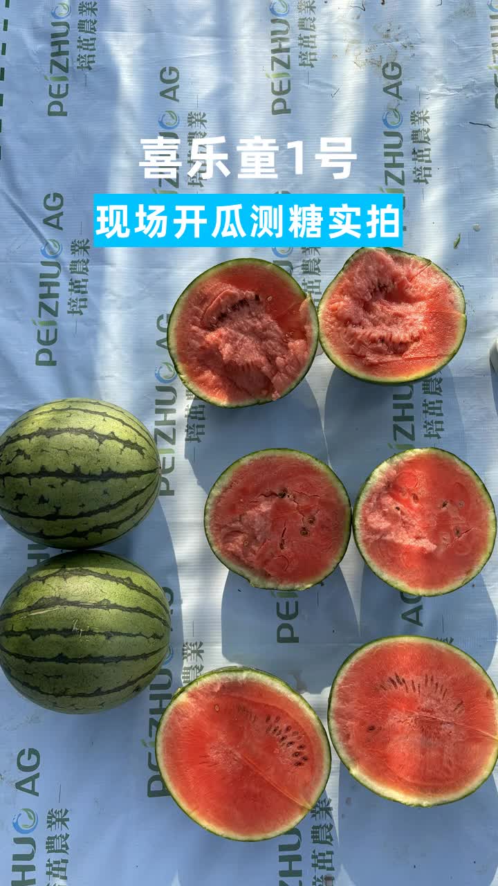 为中国的新农人带来希望和机遇,我们的西瓜品种适应力强,果肉甘甜多汁