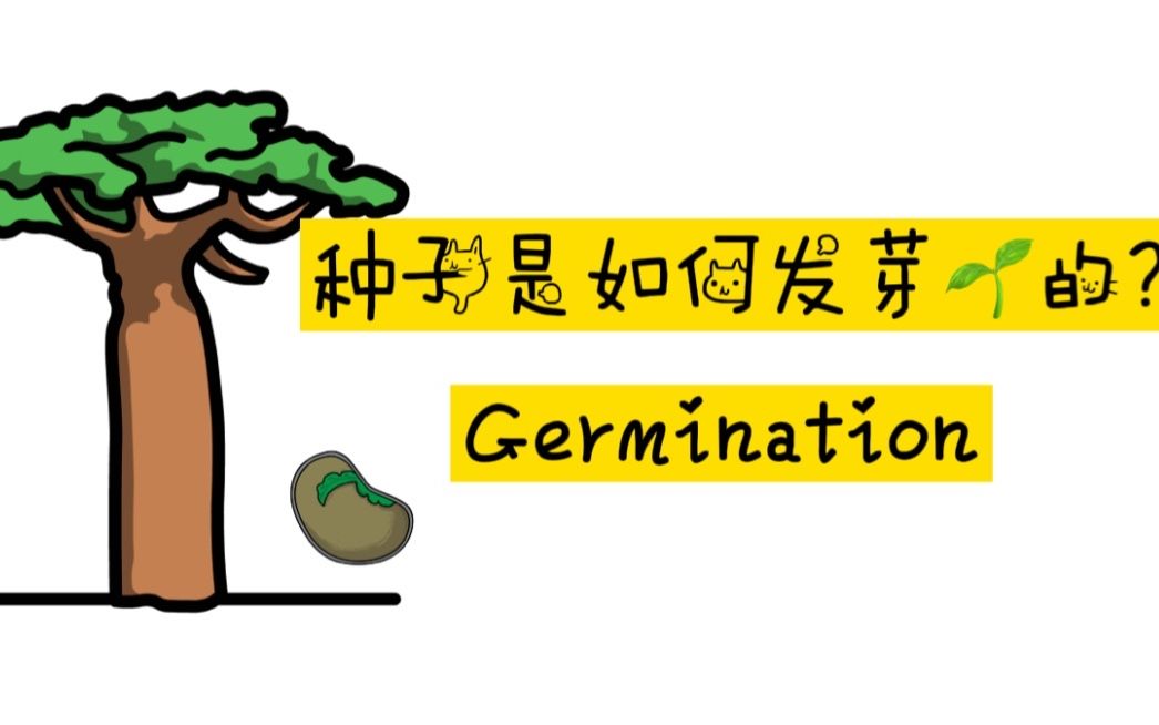 种子是如何发芽的?Germination哔哩哔哩bilibili