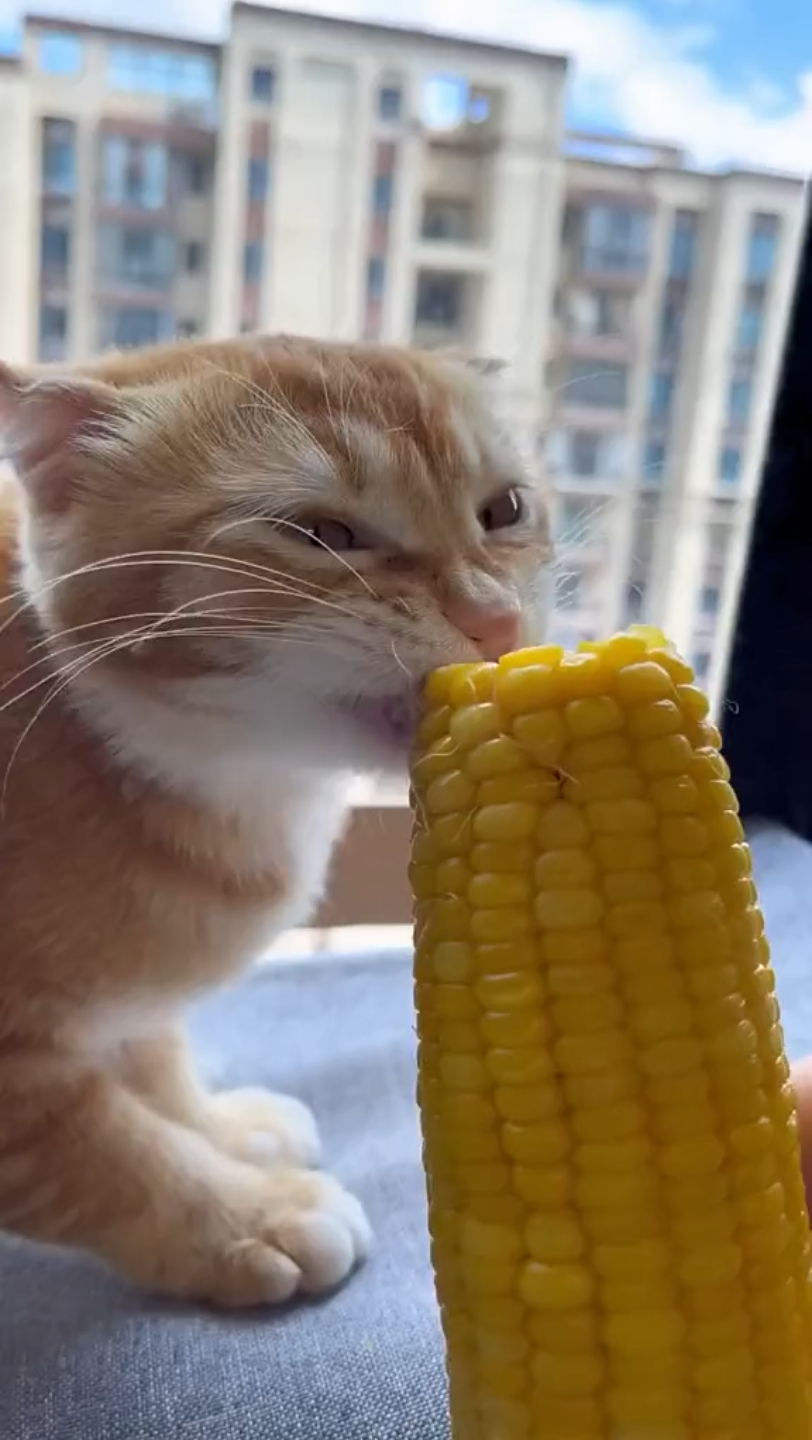 猫咪很可爱玉米粒图片