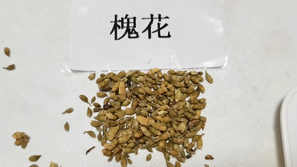 每天了解一味中药:槐花(需在医生指导下使用)ps:无滤镜