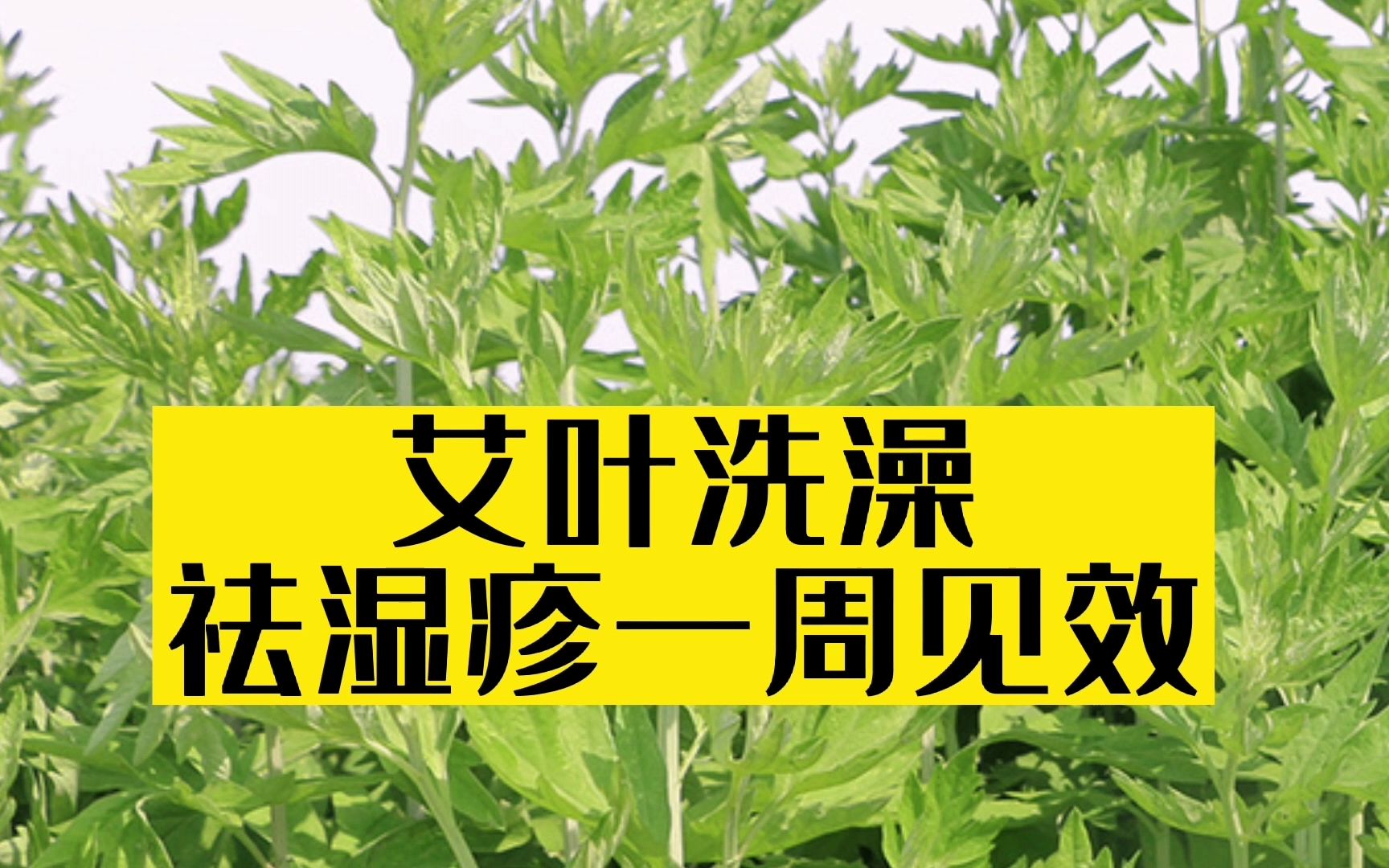 绝了用艾叶洗澡太厉害了湿疹一周就好了