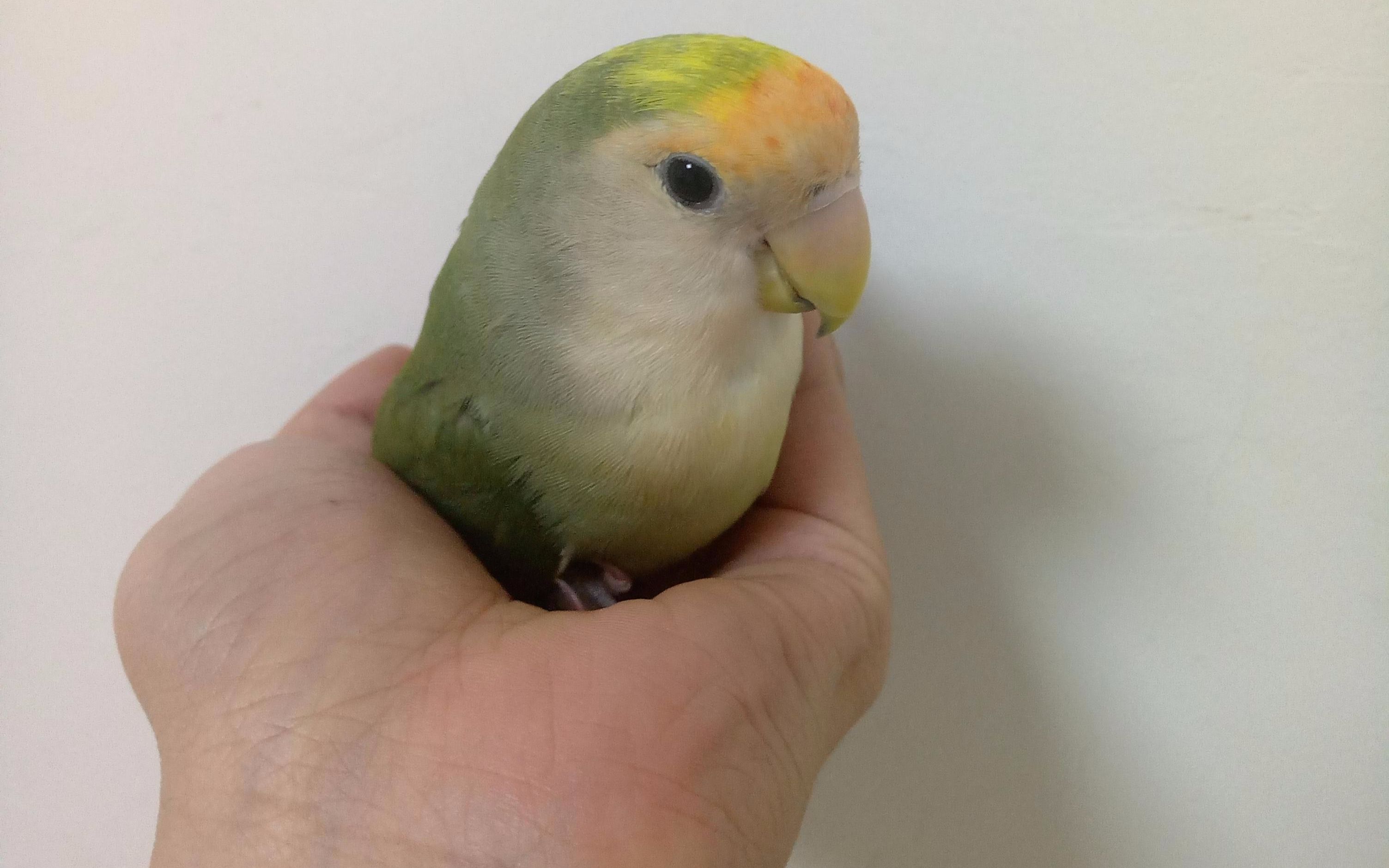 【小绿鸡】我家鸡不理我了,求助