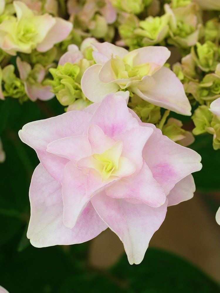 绣球中的花仙子,奇妙仙子抛给你!